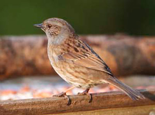 dunnock.jpg