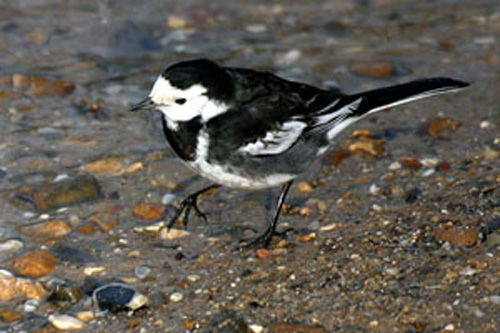 pied-wagtail-by-kevin-law.jpg